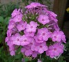 David's Lavender Garden Phlox