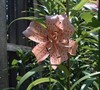 Pink Twinkle Tiger Lily