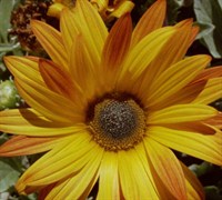 African Daisy Picture