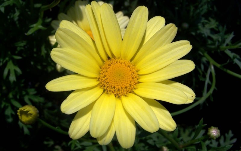 Butterfly Yellow Marguerite Daisy Picture