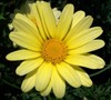 Butterfly Yellow Marguerite Daisy