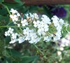 White Profusion Butterfly Bush
