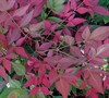 Flirt Nandina