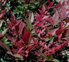 Obsession Nandina Picture