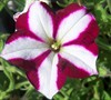 Burgandy Star Wave Petunia