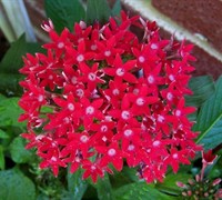 Butterfly Red Pentas Picture