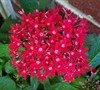 Butterfly Red Pentas