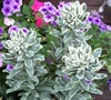 Blue Container Garden