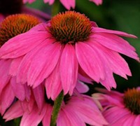 Pow Wow Wildberry Coneflower Picture
