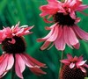 Double Decker Coneflower
