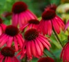 Twilight Coneflower