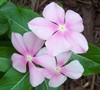 Vinca Pacifica Blush