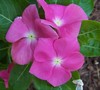 Cooler Deep Orchid Vinca
