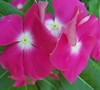 Pacifica Magenta Halo Vinca