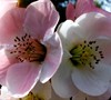 Toyo Nishiki Flowering Quince