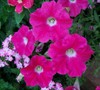 Front Porch Step Container Garden