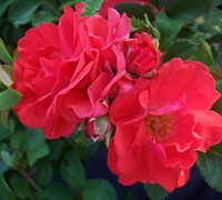 Coral Drift Rose Picture