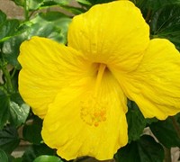 Yellow Tropical Hibiscus Picture