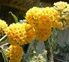 Honeycomb Butterfly Bush