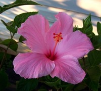 Pink Tropical Hibiscus Picture