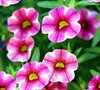 Rose Star Million Bell