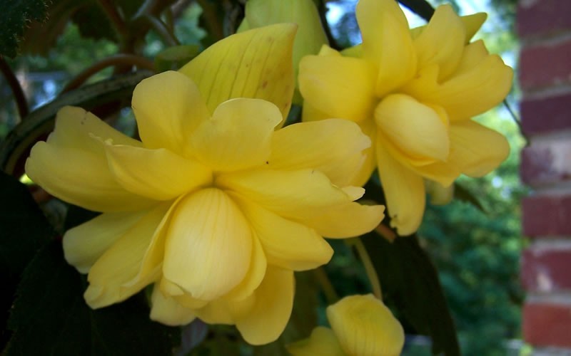 Illumination Yellow Begonia Picture