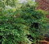 Heavenly Bamboo Nandina