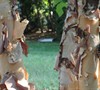 River Birch