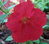 Red Wave Petunia