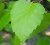 River Birch