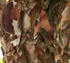 River Birch