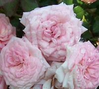 Sweet Drift Rose Picture