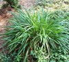 Evergreen Giant Liriope Picture