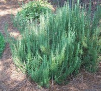 Arp Rosemary Picture