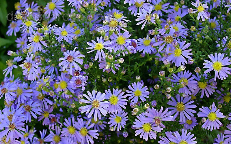 Blue Bird Aster Picture
