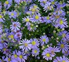 Blue Bird Aster