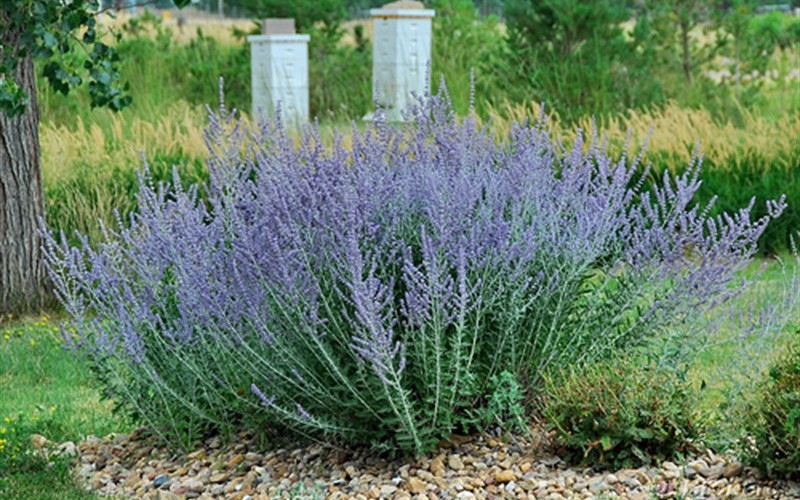 Blue Spire Russian Sage Picture