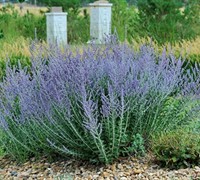 Blue Spire Russian Sage Picture