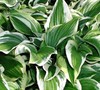 Sundancer Hosta