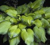 Guacomole Hosta