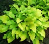 Sun Power Hosta