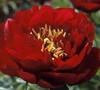 Buckeye Bell Peony