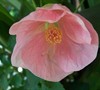 Kristen's Pink Flowering Maple