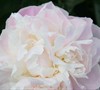 Shirley Temple Peony