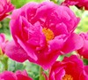 Paula Faye Peony