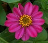 Profusion Cherry Zinnia