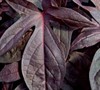 Sweet Georgia Purple Potato Vine