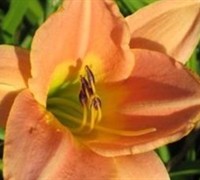 Yasmin Day Lily Picture
