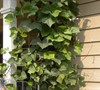 HYACINTH BEAN VINE