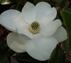 Claudia Wannamaker Magnolia